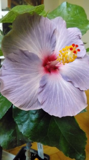 P_20171013_114210 - Hibiscus