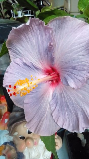 P_20171014_114416 - Hibiscus