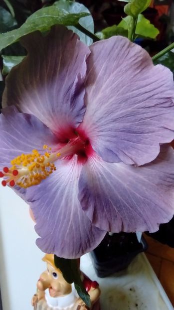 P_20171013_114240 - Hibiscus