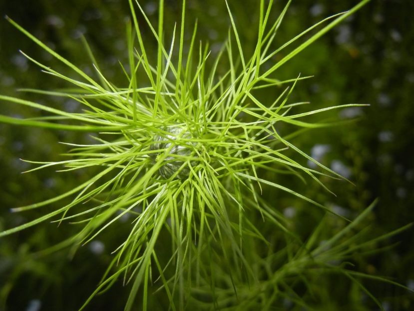 Nigella damascena (2017, May 11) - NIGELLA Damascena