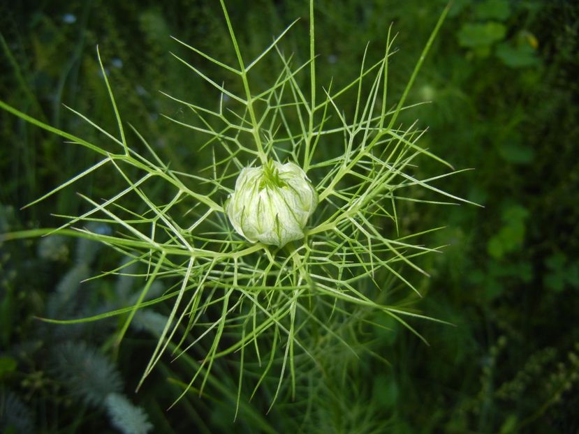 Nigella damascena (2017, May 21) - NIGELLA Damascena