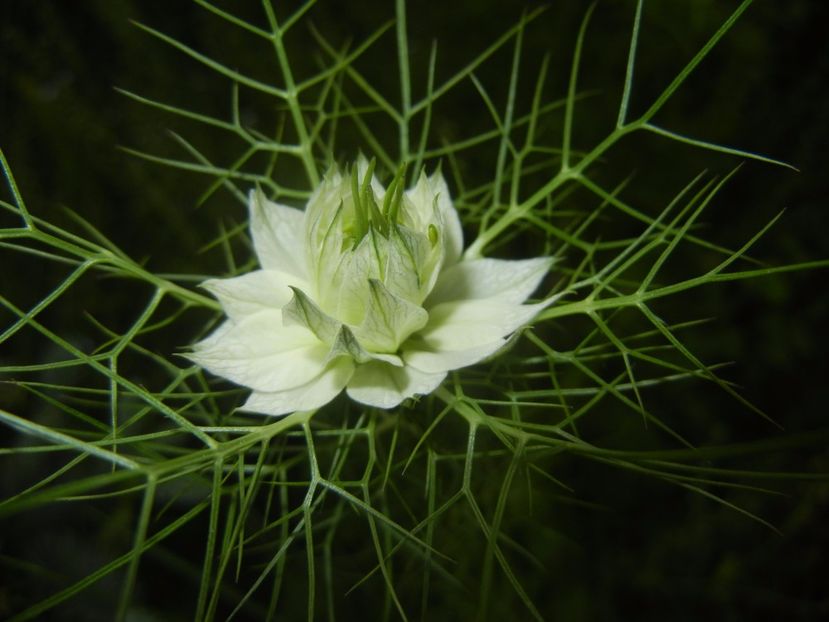 Nigella damascena (2017, May 21) - NIGELLA Damascena