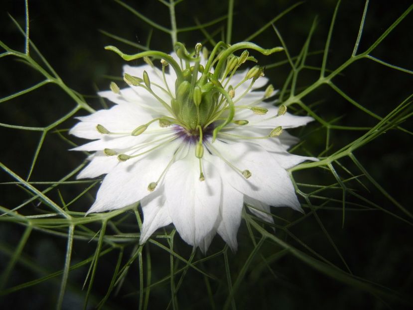 Nigella damascena (2017, May 24) - NIGELLA Damascena