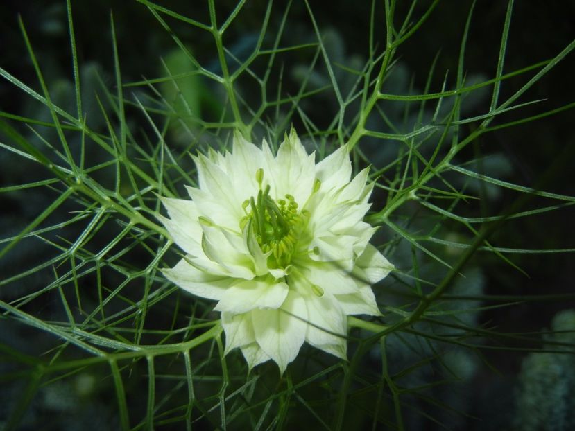 Nigella damascena (2017, May 24) - NIGELLA Damascena