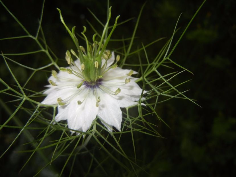 Nigella damascena (2017, May 25) - NIGELLA Damascena