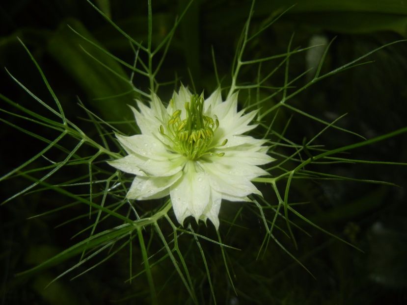 Nigella damascena (2017, May 25) - NIGELLA Damascena