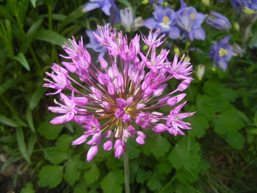 Allium Purple Sensation (2017, May 03) - Allium aflatunense Purple