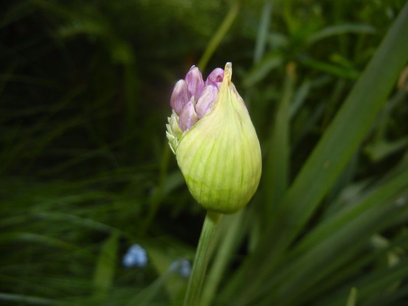 Allium Purple Sensation (2017, May 03) - Allium aflatunense Purple