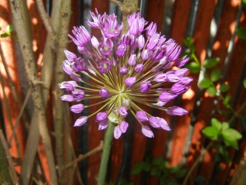 Allium Purple Sensation (2017, May 04) - Allium aflatunense Purple
