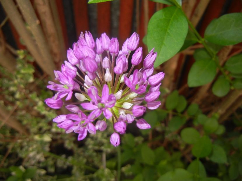 Allium Purple Sensation (2017, May 05) - Allium aflatunense Purple