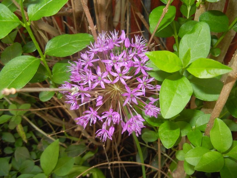 Allium Purple Sensation (2017, May 06) - Allium aflatunense Purple