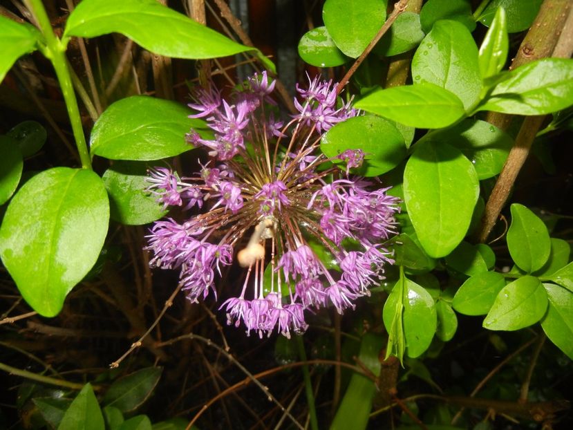Allium Purple Sensation (2017, May 08) - Allium aflatunense Purple