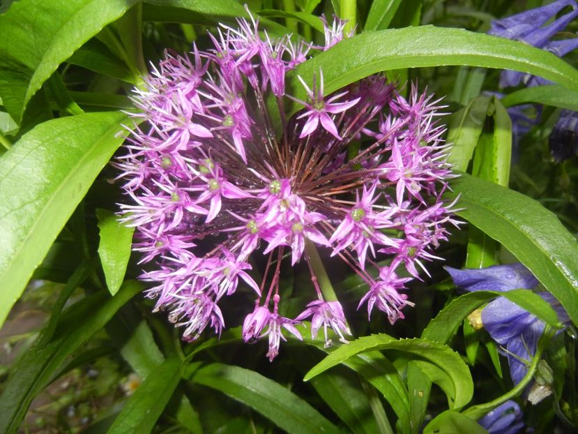Allium Purple Sensation (2017, May 08) - Allium aflatunense Purple