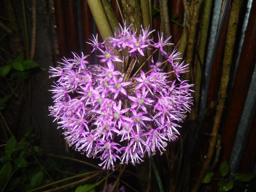 Allium Purple Sensation (2017, May 08) - Allium aflatunense Purple