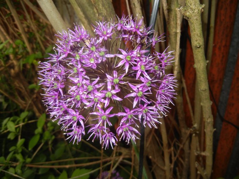 Allium Purple Sensation (2017, May 11) - Allium aflatunense Purple