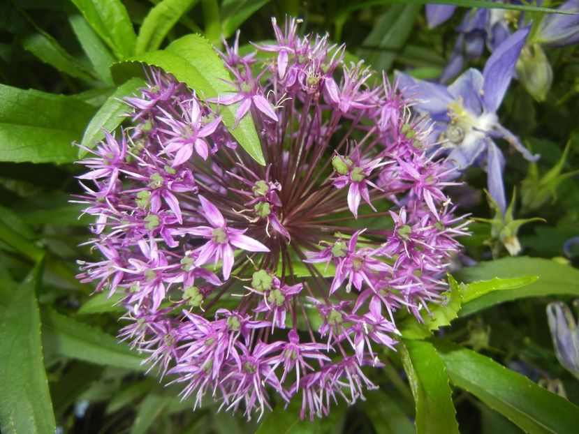 Allium Purple Sensation (2017, May 11) - Allium aflatunense Purple