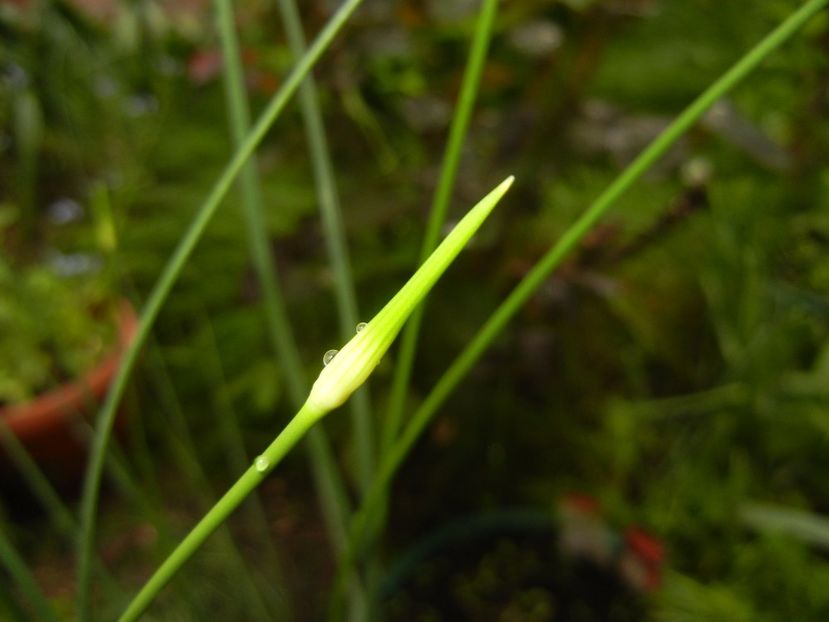 Allium Hair (2017, May 08) - Allium vineale Hair