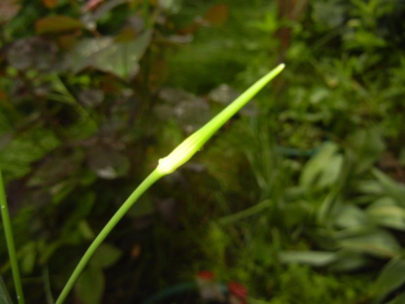 Allium Hair (2017, May 08) - Allium vineale Hair