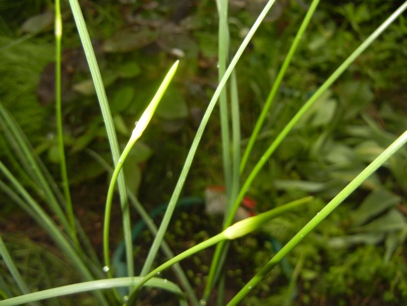 Allium Hair (2017, May 08) - Allium vineale Hair