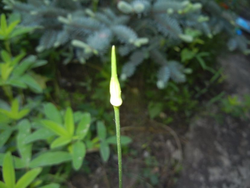 Allium Hair (2017, May 16) - Allium vineale Hair