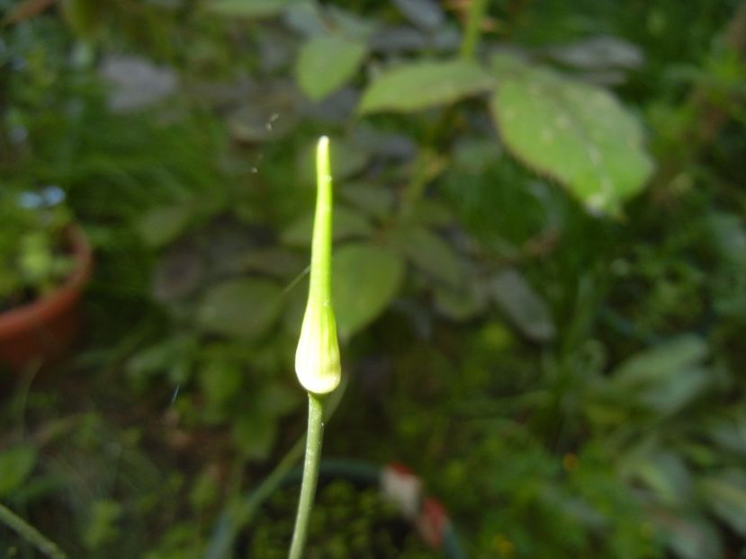 Allium Hair (2017, May 16) - Allium vineale Hair