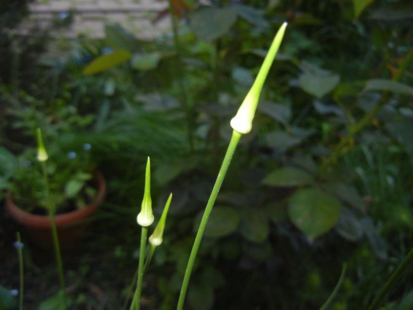 Allium Hair (2017, May 21) - Allium vineale Hair