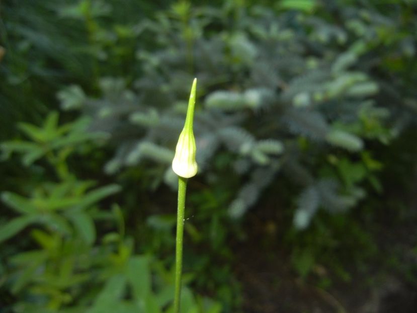 Allium Hair (2017, May 21) - Allium vineale Hair