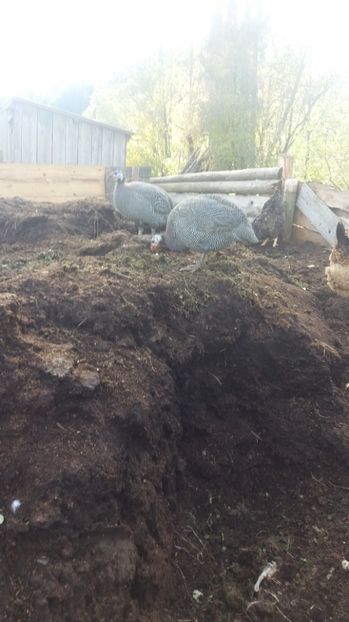  - 05 Arhiva Bibilici - Picheri