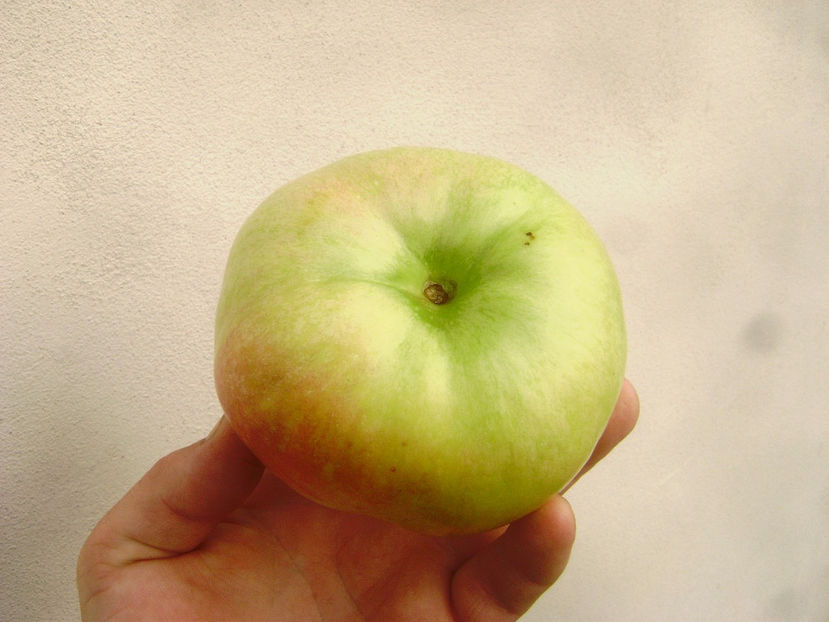 Mar Calvil de iarna 1 - Mar Calvil de iarna