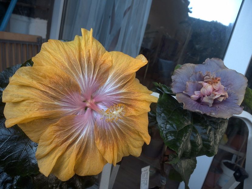 WIN_20171014_135033 - 03Hibiscus