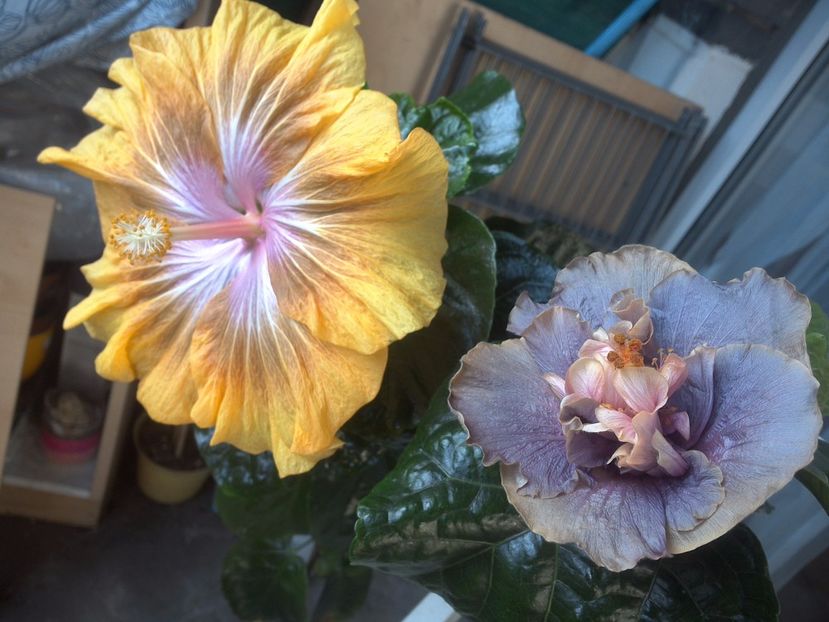 WIN_20171014_135112 - 03Hibiscus