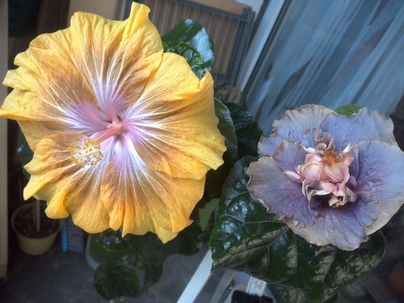 WIN_20171014_135122 - 03Hibiscus