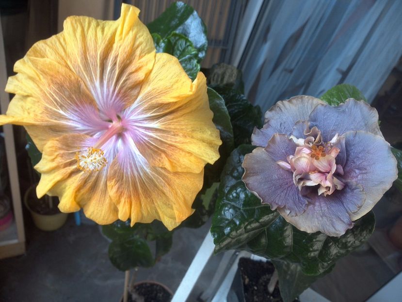 WIN_20171014_135128 - 03Hibiscus