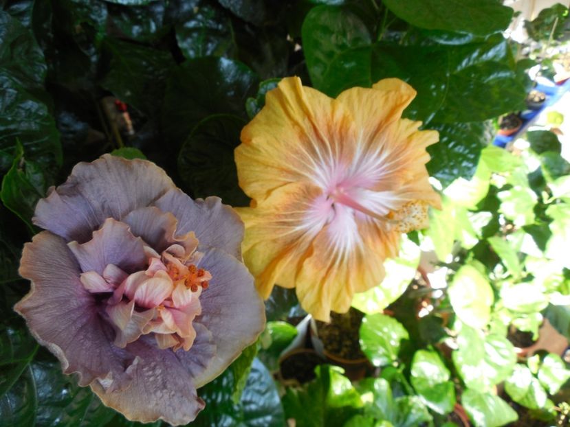  - 03Hibiscus