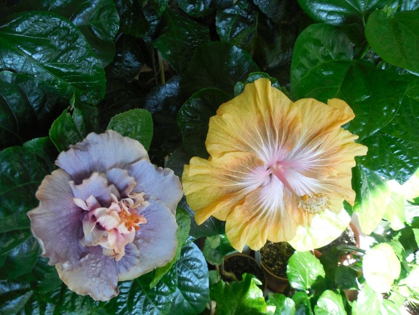  - 03Hibiscus