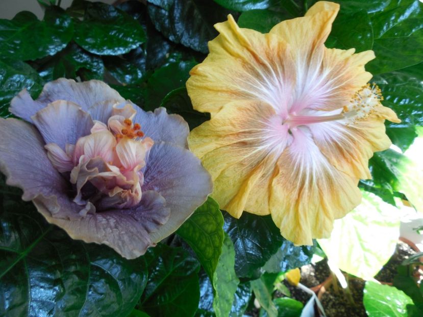 - 03Hibiscus