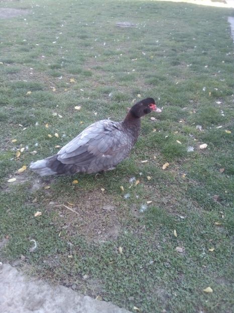  - Rate lesesti albastre 2016-2017