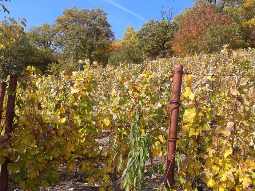 Fotografie0158 - Via din Alba