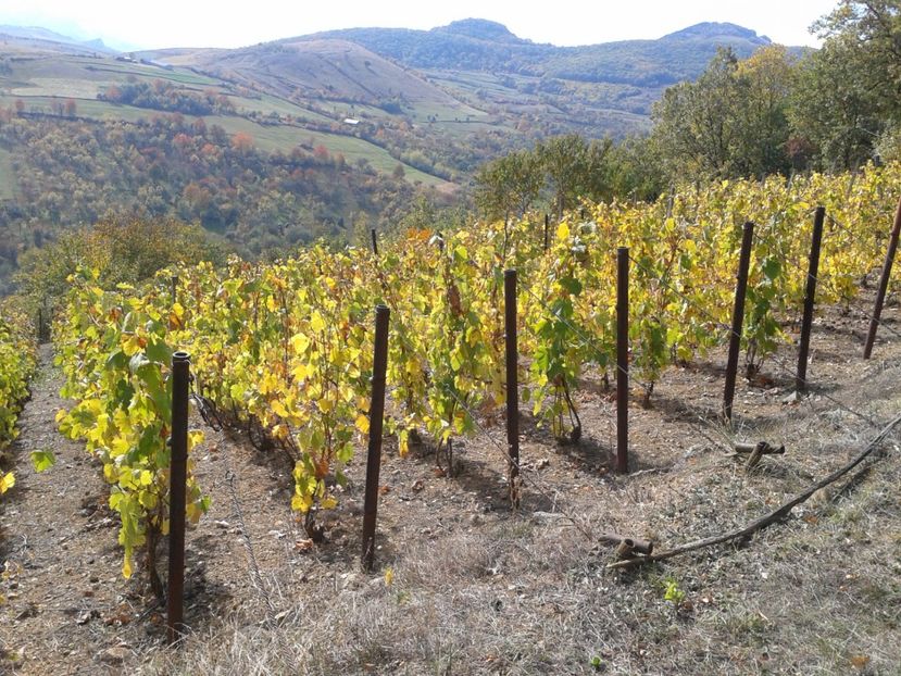 vie pe spalier - Via din Alba