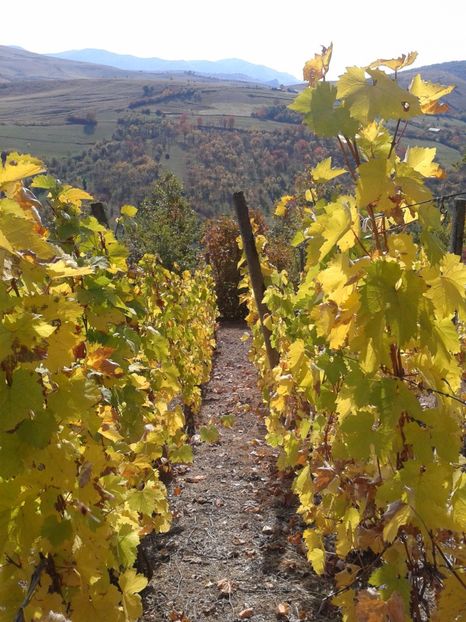 Fotografie0166 - Via din Alba