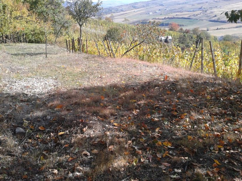 Fotografie0169 - Via din Alba