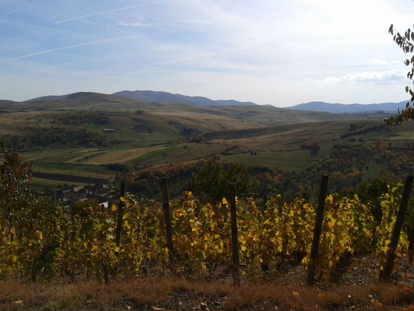 Fotografie0173 - Via din Alba