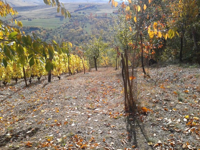 taluz lateral-vedere de sus - Via din Alba