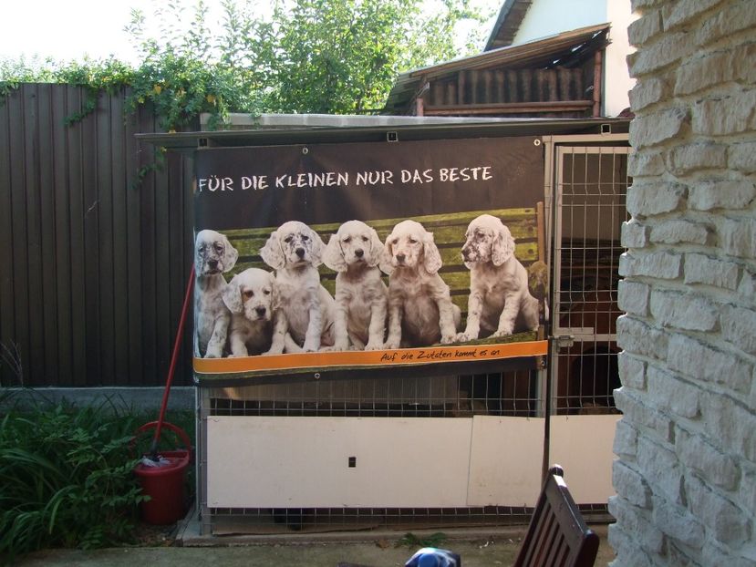  - poze voliere si porumbei vinduti