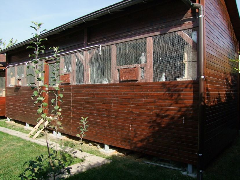  - poze voliere si porumbei vinduti