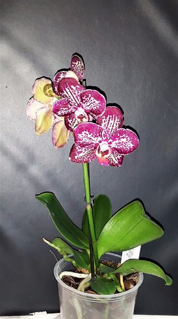  - Phalaenopsis 1