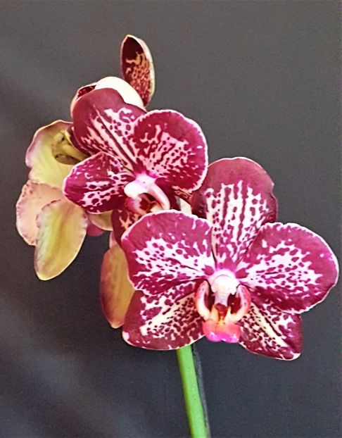  - Phalaenopsis 1