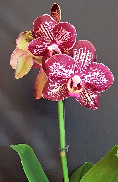  - Phalaenopsis 1