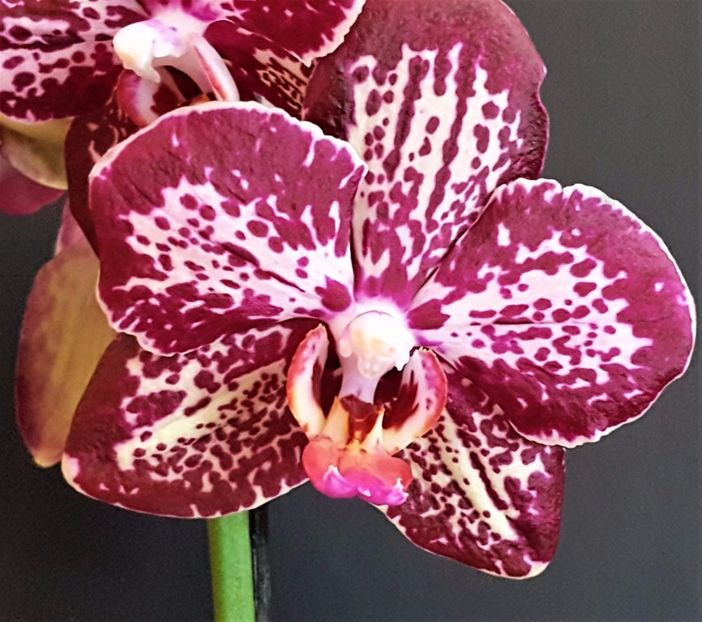  - Phalaenopsis 1