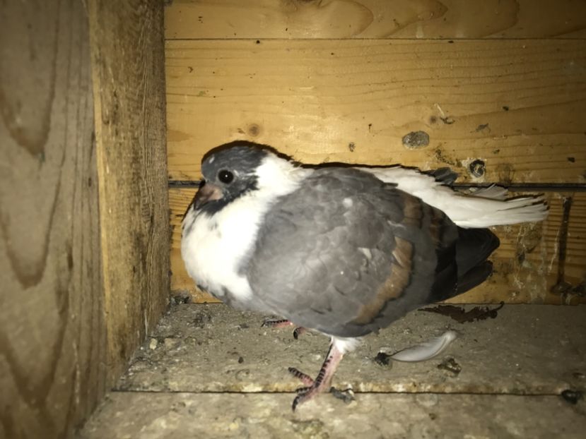 2853D074-E936-4991-853B-37495EAAF98C - Vargati codalbi